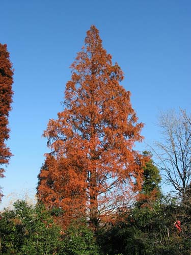 Metasequoia Glyptostroboides メタセコイア 埼玉県花と緑の振興センター