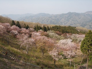 花の森の遠景写真。白やピンク色に染まっている。