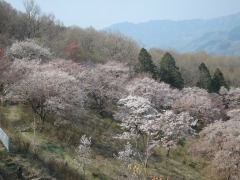 アジサイ園地（春）