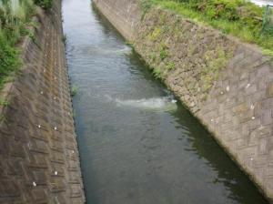 不老川浄化導水