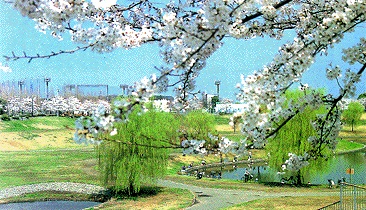 写真：大宮第二公園