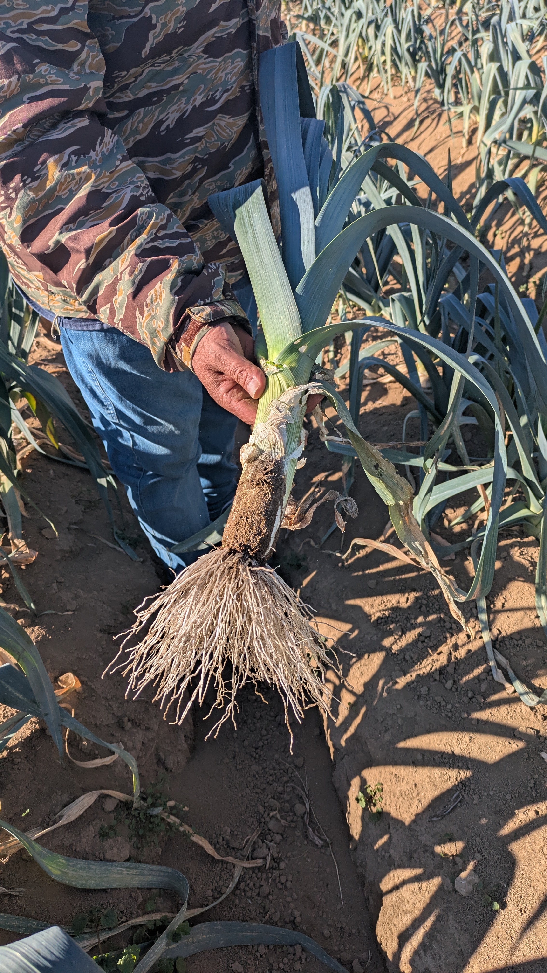 リーキを土から収穫した様子