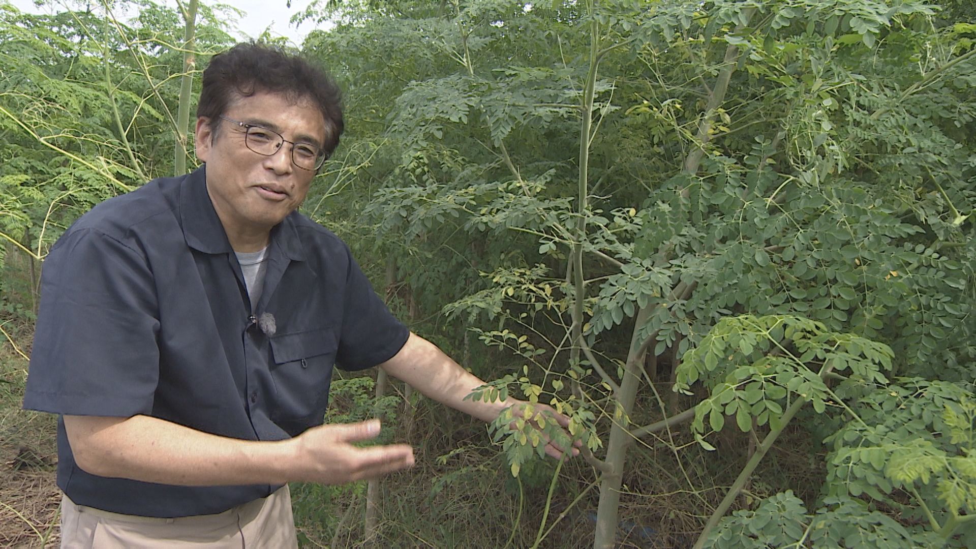 モリンガを紹介する埼玉大学の藤野教授