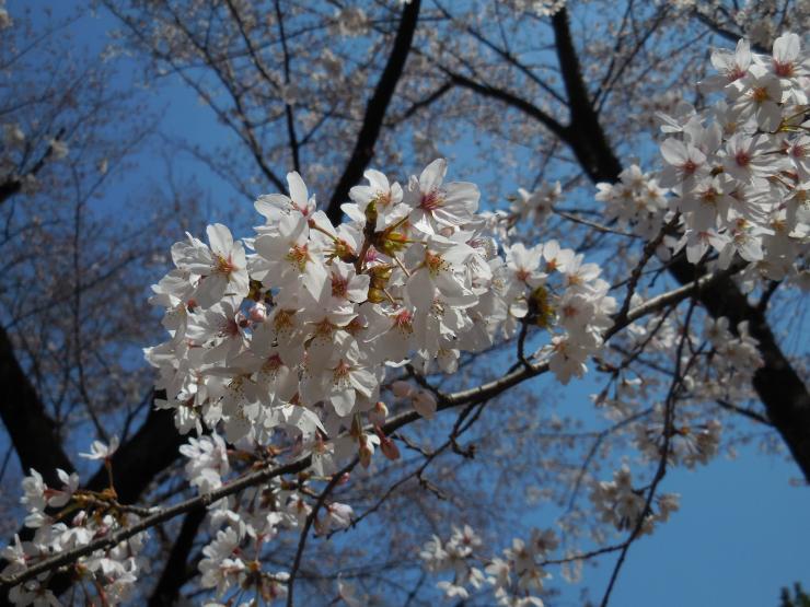 28年3月29日の桜