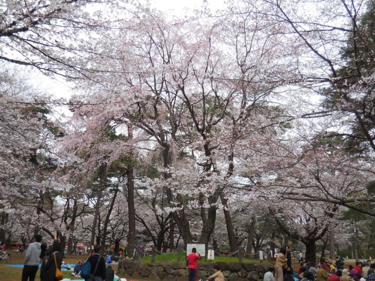 28年3月30日の桜