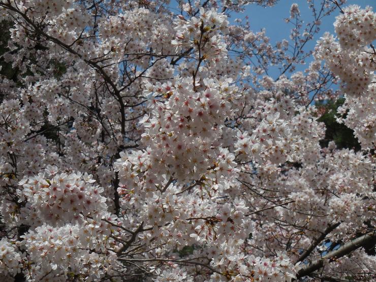 28年3月31日の桜
