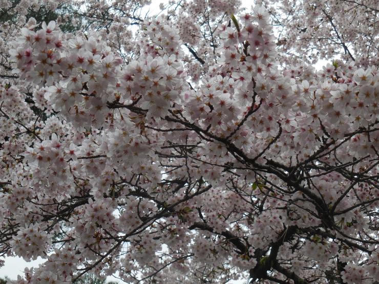 28年4月3日の桜