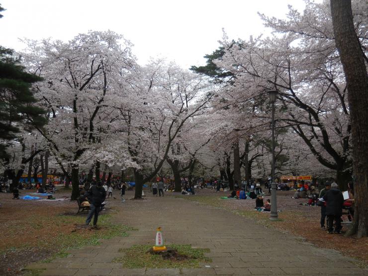 28年4月5日の桜