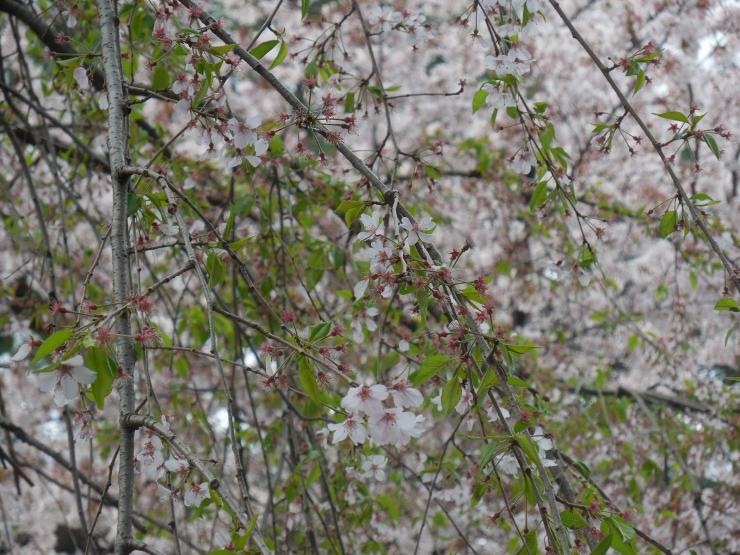 28年4月6日の桜