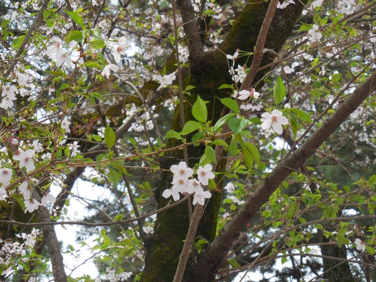 28年4月8日の桜