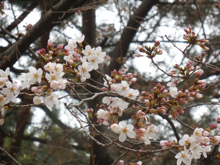 28年3月23日の桜