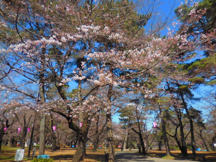28年3月25日の桜