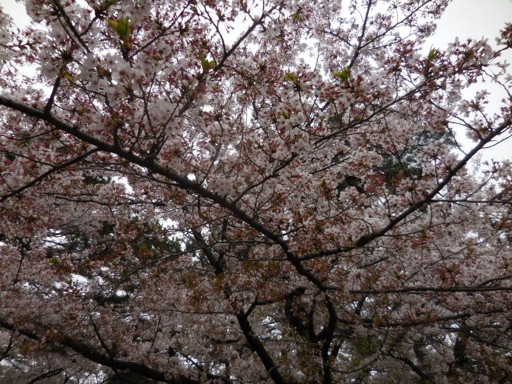 27年4月4日の桜