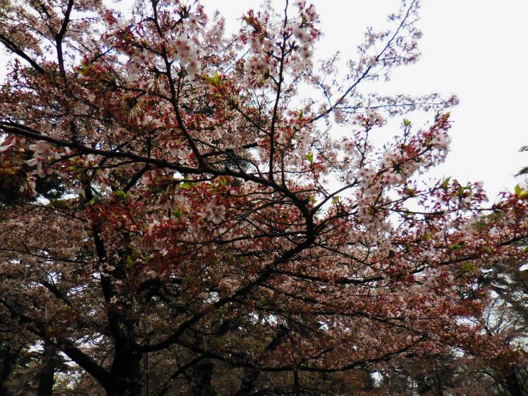 27年4月5日の桜