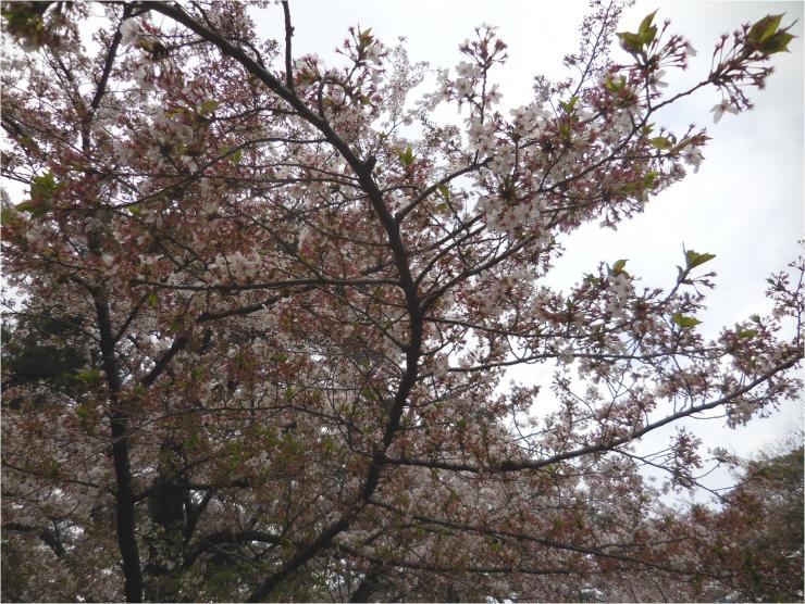 27年4月6日の桜