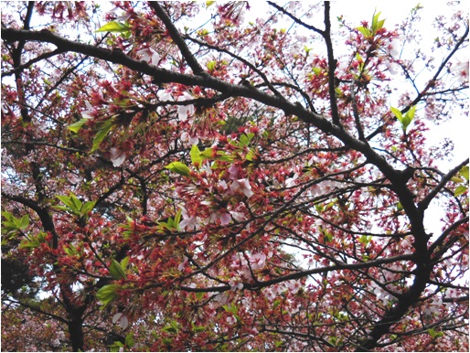 27年4月7日の桜