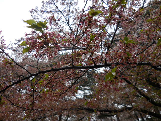27年4月8日の桜
