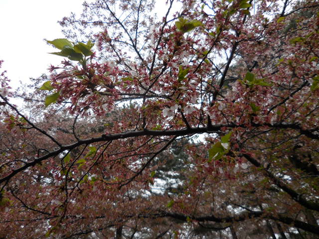 27年4月8日の桜