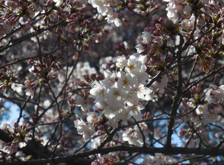 27年3月28日の桜
