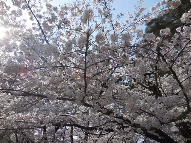 27年3月30日の桜