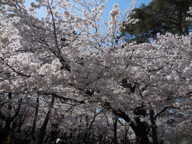 27年3月31日の桜