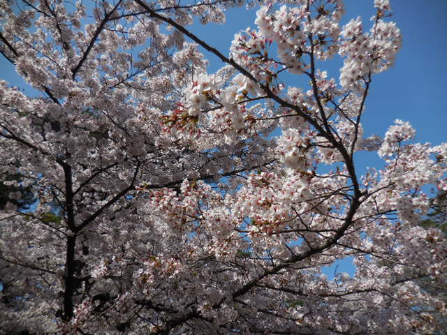 27年4月2日の桜