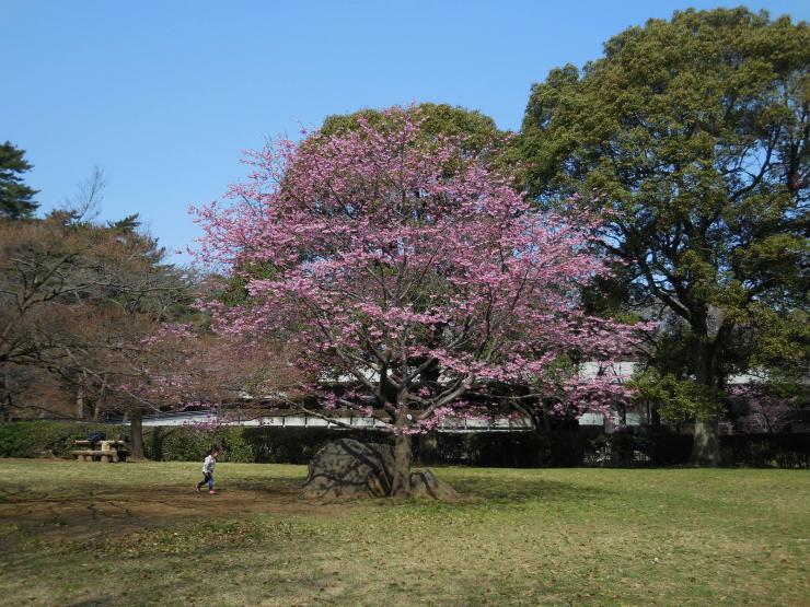 29年3月25日のミヤビザクラ