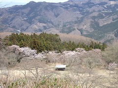 花の森の様子