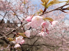 花の森1