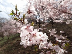 花の森2