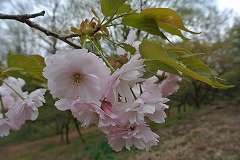 イチヨウ