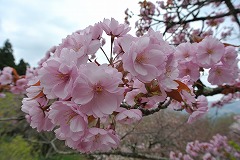 ゴテンニオイ