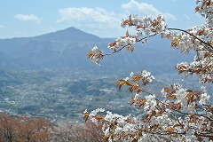ヤマザクラ満開
