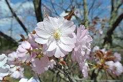 ソトオリヒメ