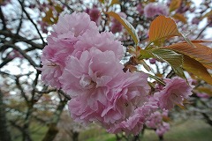 イモセの花