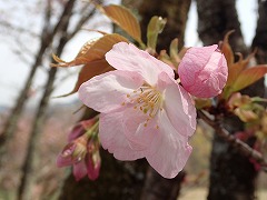 花の森1