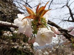 花の森2太白
