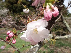 花の森3