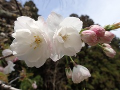 花の森4