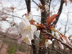 ヤマザクラ