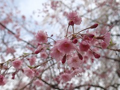 花の森6