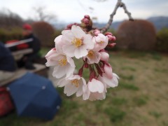 開花2