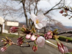 開花