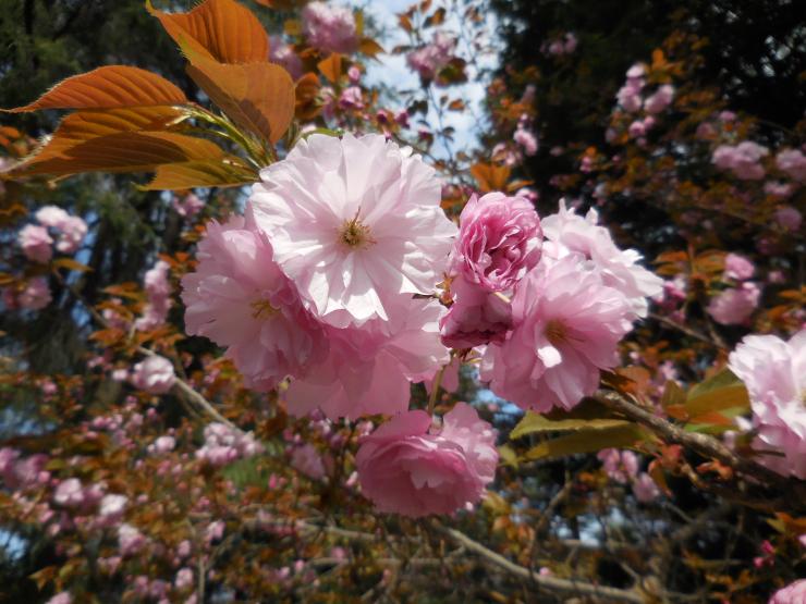 八重桜