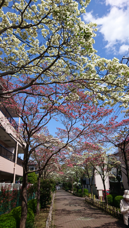 ハナミズキが見頃です 4月23日 埼玉県