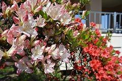 展望台付近のツツジ