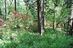 森林の中のヤマツツジ