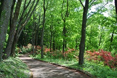 木漏れ日のハイキングコース