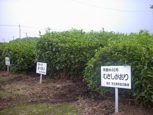 埼玉県の茶奨励品種
