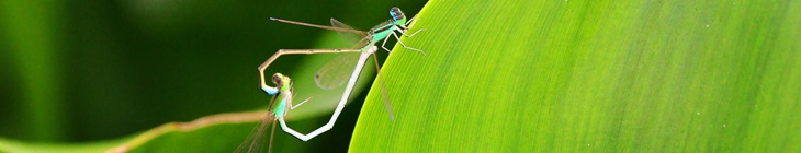 フォトコンテスト作品,小さなハート